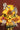 Sonnenblumen